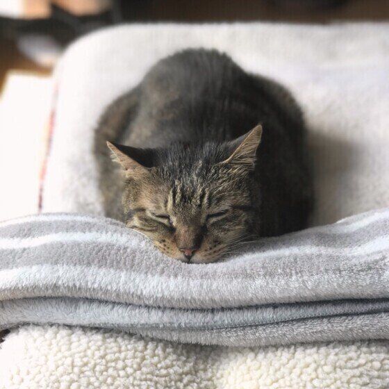 キジトラの次ちゃん