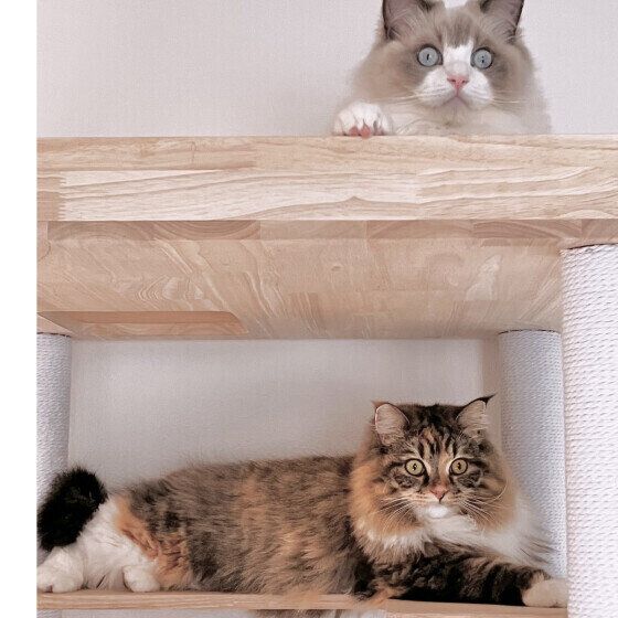 キャットタワーの選び方 猫のタイプ別のポイントは｜ねこのき