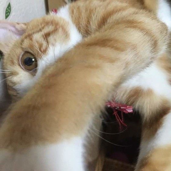 猫パンチする猫