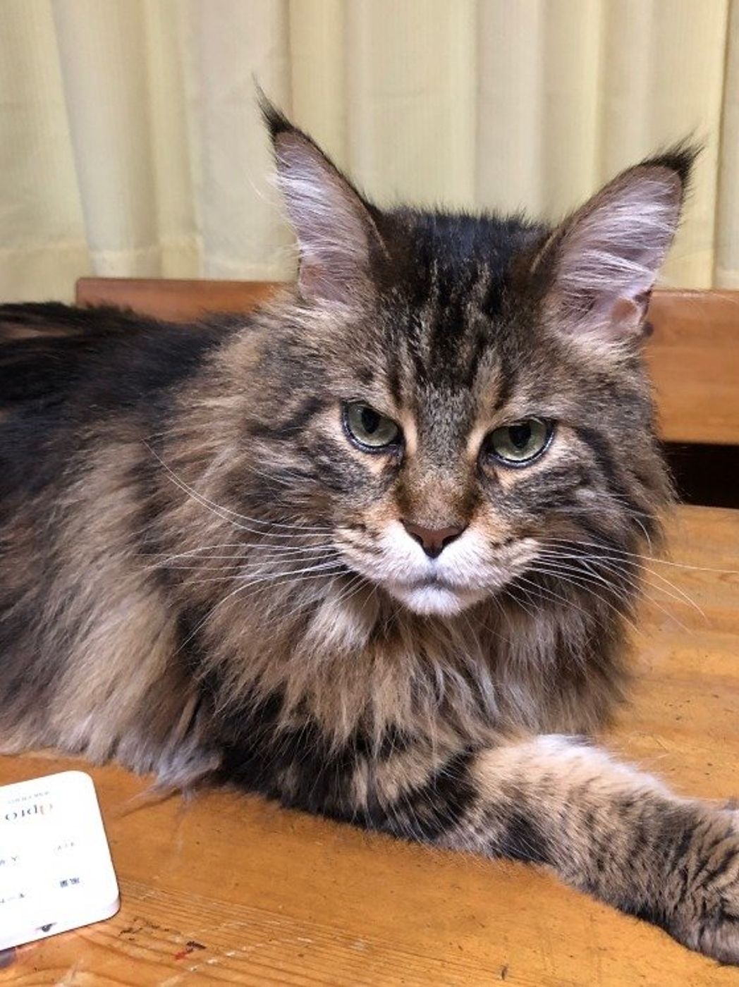 獣医師監修 大型猫メインクーンの大きさや性格 飼い方のコツは ねこのきもちweb Magazine 獣医師監修 大型猫メインクーンの大きさや性格 飼い方のコツは ねこのきもちweb Magazine
