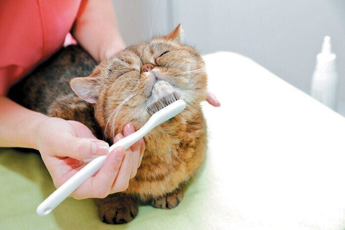 歯ブラシでこすり取る