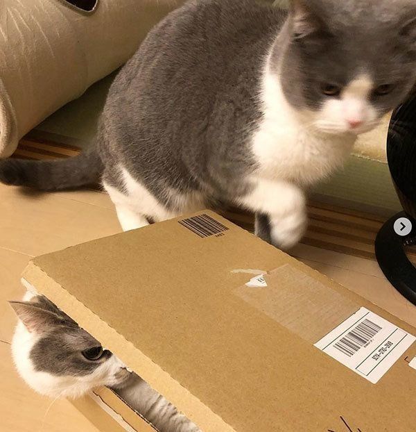 ブリティッシュショートヘアとスコティッシュフォールド