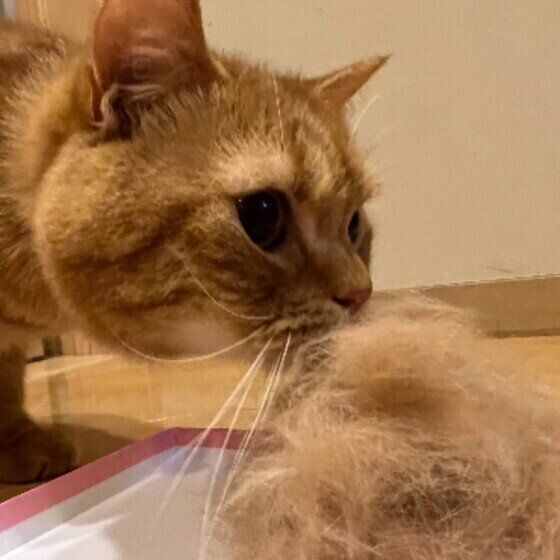 自分の毛を見るこむぎ。くん（スコティッシュフォールド）