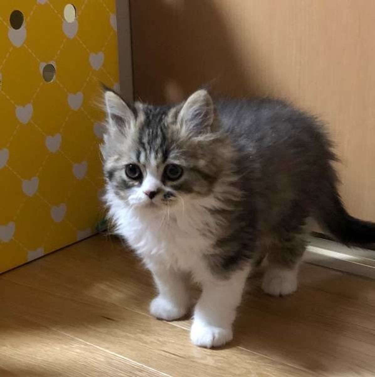 獣医師監修 子猫の爪切りはいつから必要 嫌がられない方法も 動画つき ねこのきもちweb Magazine 獣医師監修 子猫の爪切りはいつから必要 嫌がられない方法も 動画つき ねこのきもちweb Magazine