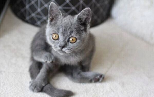 子猫時代のトロくん