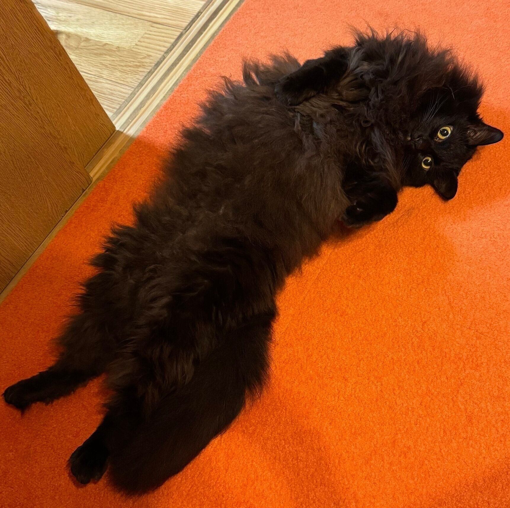 おなかを見せるつきみちゃん