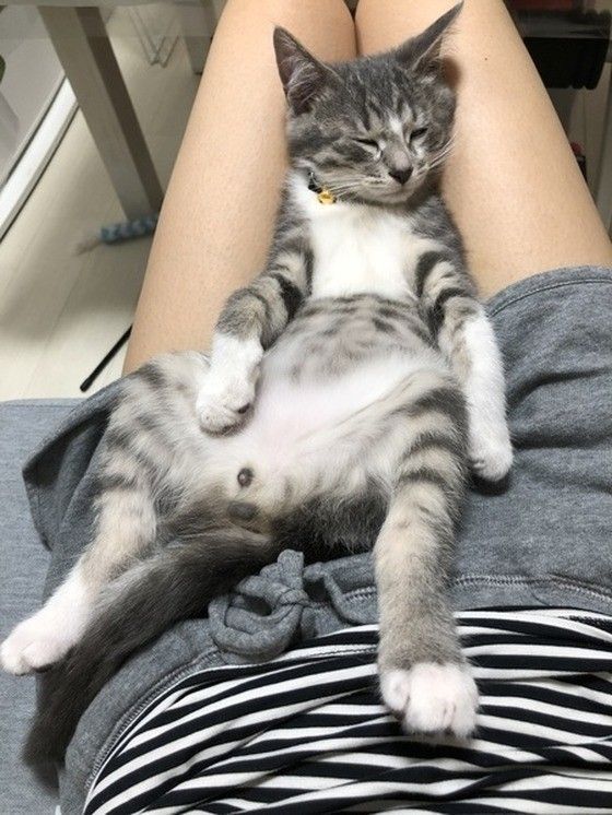 ごろんと寝転がる猫