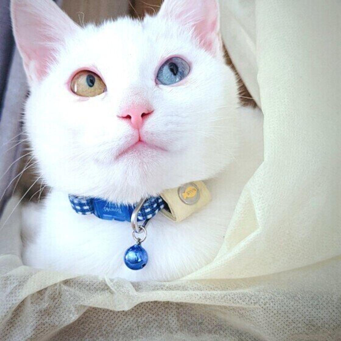 幸運を呼ぶ猫 白猫に多い オッド アイ の魅力 ねこのきもちweb Magazine 幸運を呼ぶ猫 白猫に多い オッド アイ の魅力 ねこのきもちweb Magazine