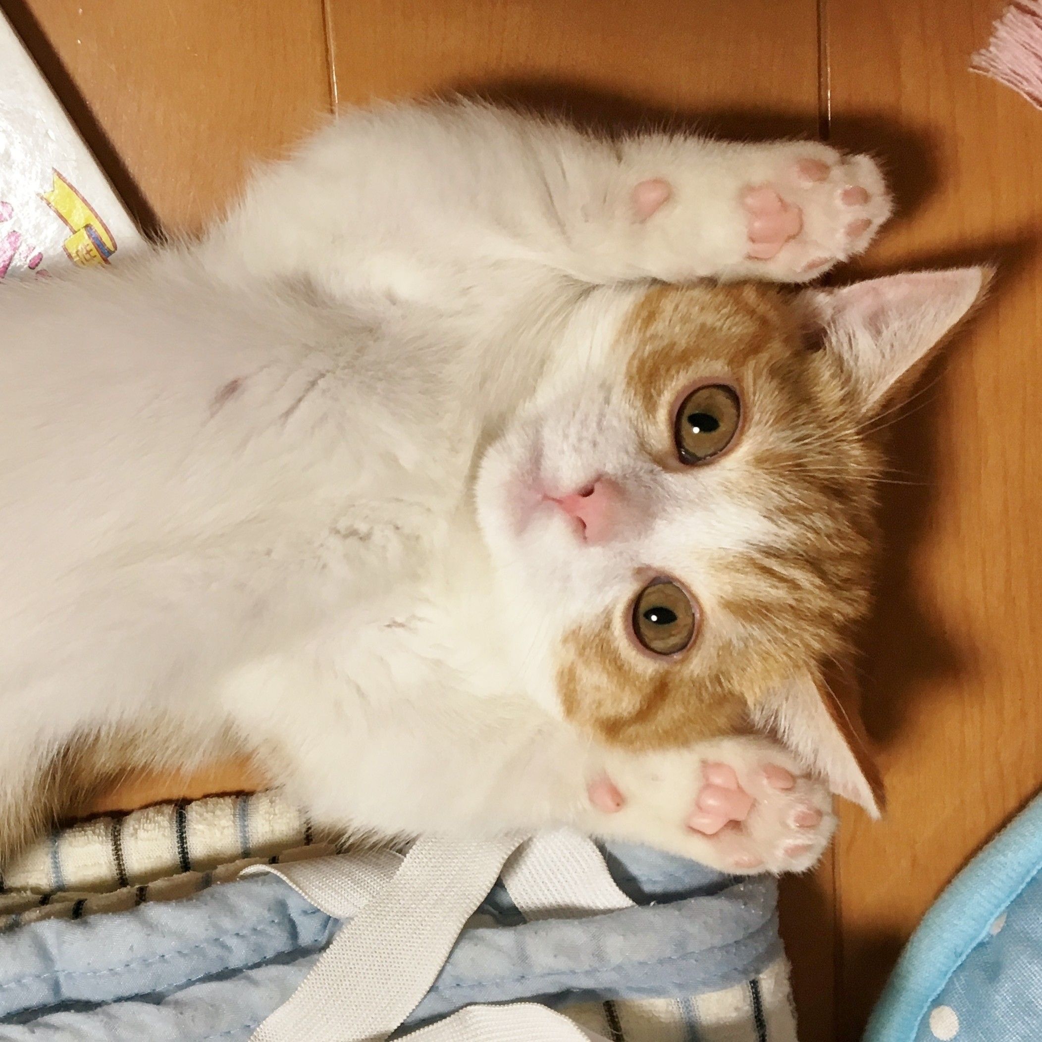 あじさい♡5センチパッチンピン♡仲良しねこ あじさい5センチパッチンピン仲良しねこ（あじさい♡5センチ