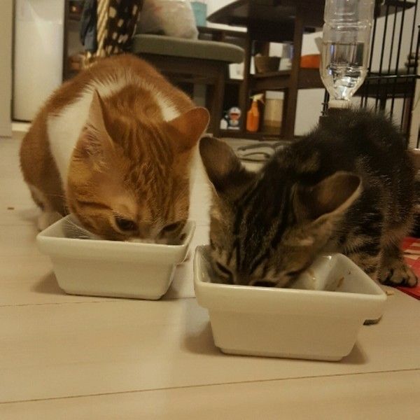 ご飯を食べている2匹の猫ちゃん