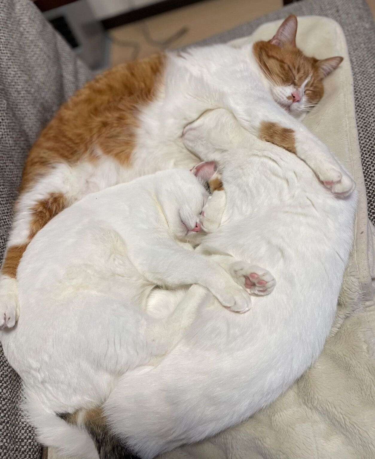 くっついて眠るむぎくんたち