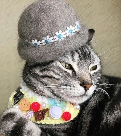 アメリカンショートヘアのめいくん