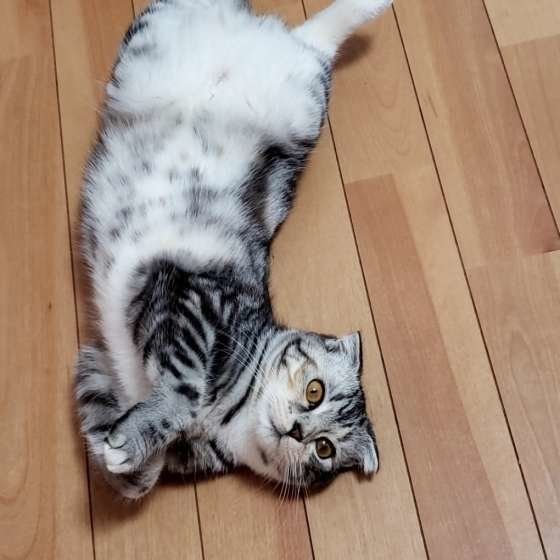 ヘソ天するスコティッシュフォールド