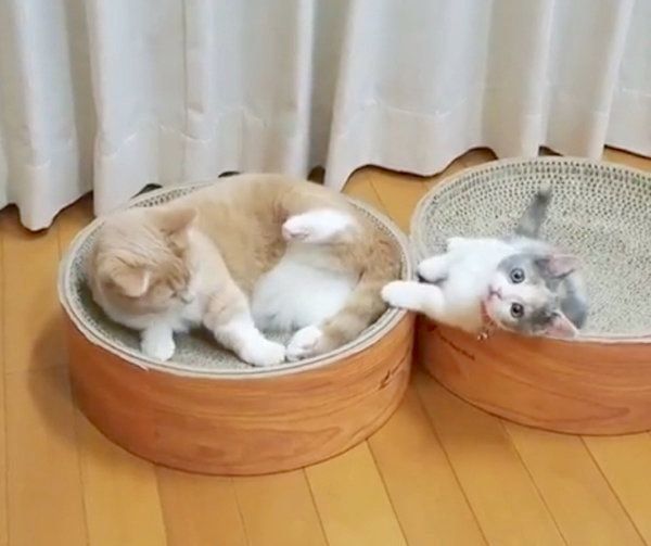 遊んでいるマンチカン姉妹