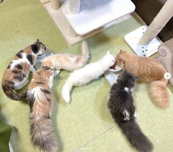 ごはんを食べる6ニャンズ