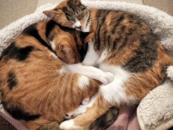 くっついて眠るきなこちゃん、あんこちゃん