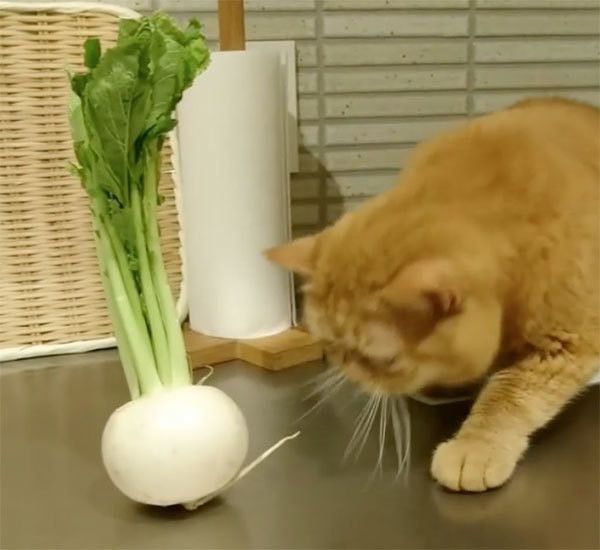 カブを見るエキゾチックショートヘア