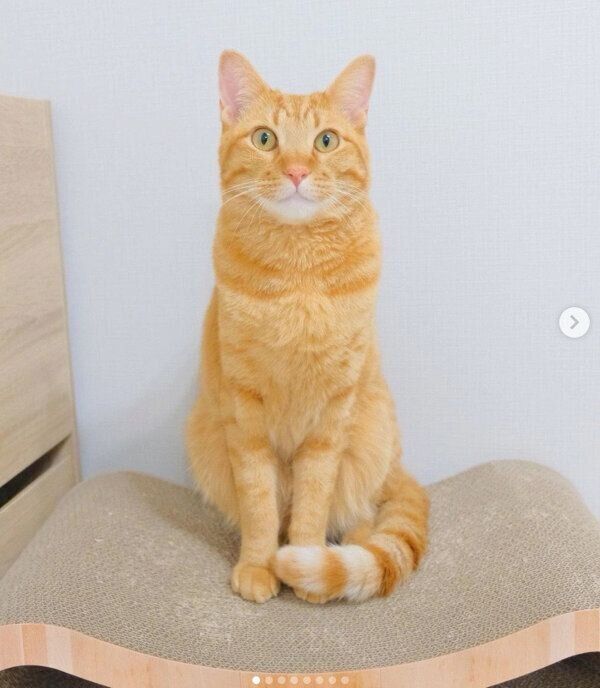 大人になったみゃおちゃん