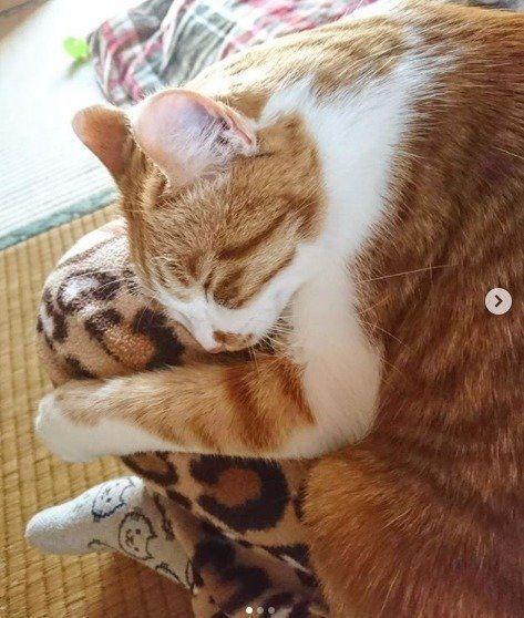 膝の上で眠る茶色と白の猫