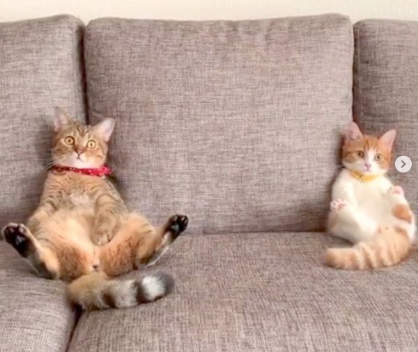 くつろぎ方がシンクロするマンチカン