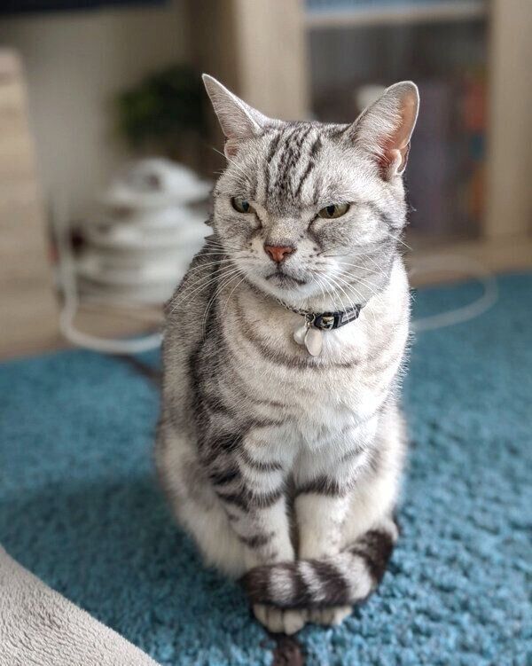 見つめるベルちゃん