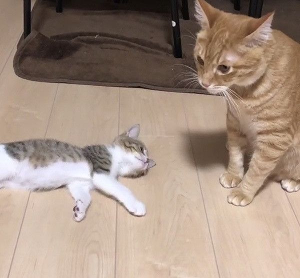 2匹の猫
