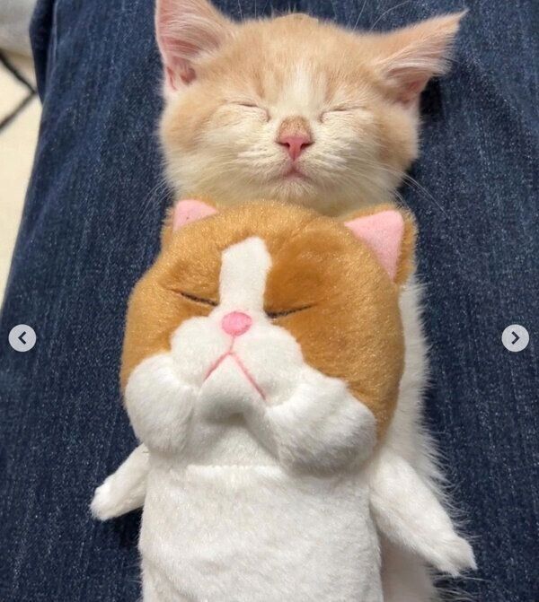 ヘソ天するこむぎくん