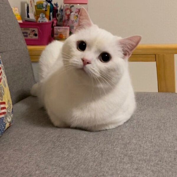 見つめるしらたまくん