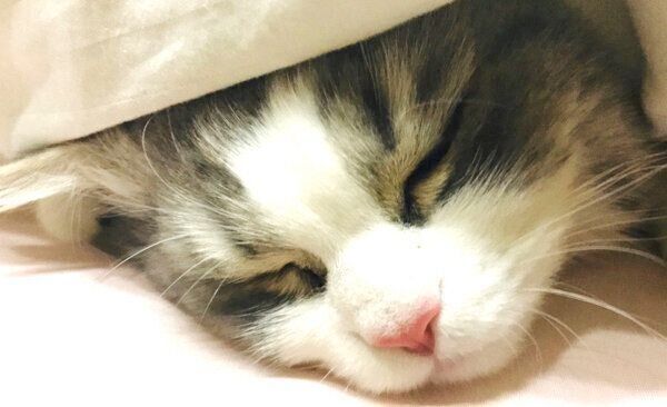 ぐっすり眠るテミーちゃん