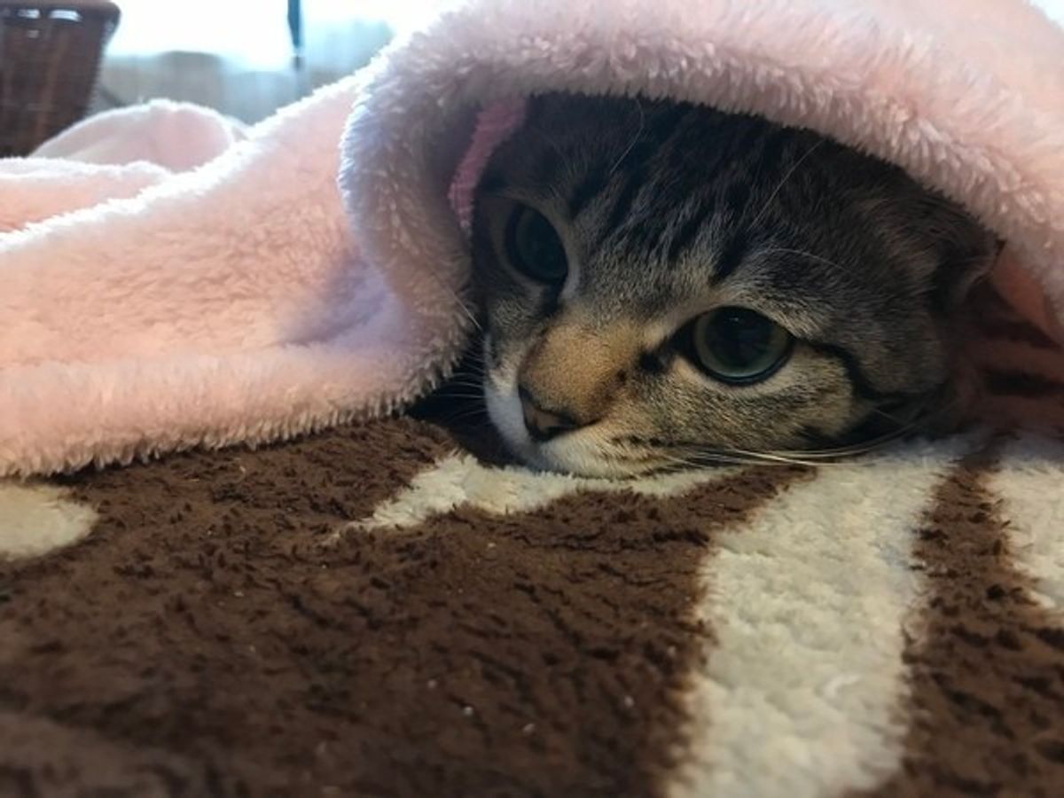 猫のおならが臭いのには原因がある 猫の 臭いおなら と 臭くないおなら ねこのきもちweb Magazine 猫のおならが臭いのには原因がある 猫の 臭いおなら と 臭くないおなら ねこのきもちweb Magazine