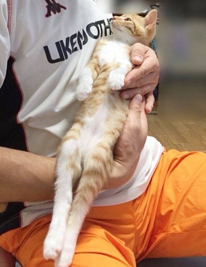 子猫時代のネイ治郎くん