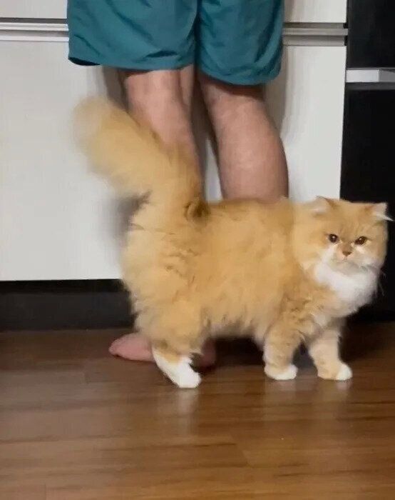 パパの足に体を擦り付けるぽくん