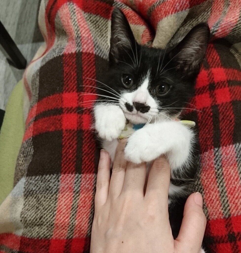 飼い主さんの膝の上に乗るまるもちゃん