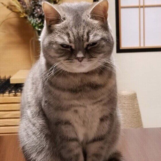 寝落ち寸前のスコティッシュフォールド