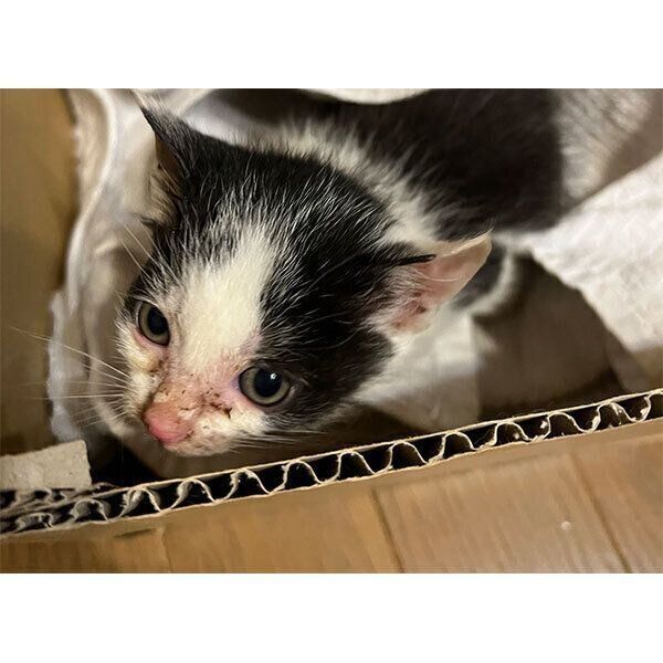 保護当時のまめちゃん