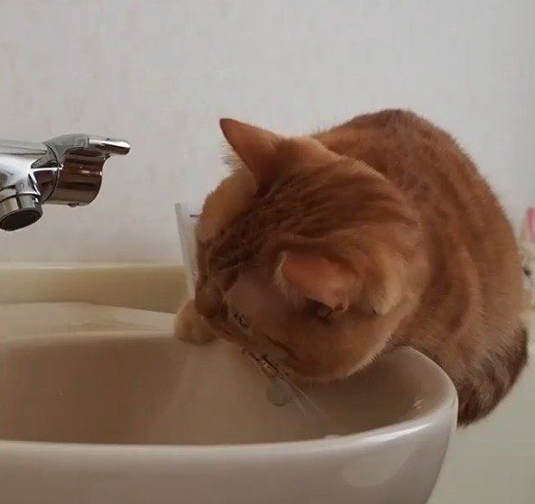 蛇口を見つめる猫