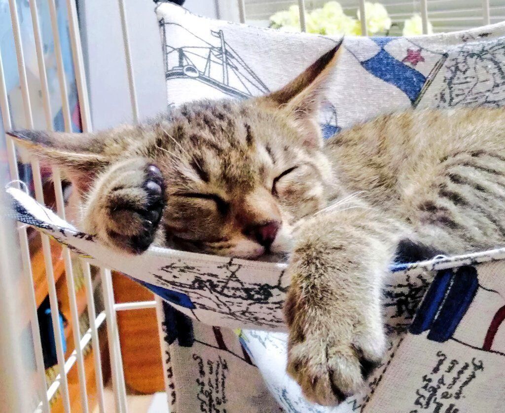 生後約3カ月の子猫