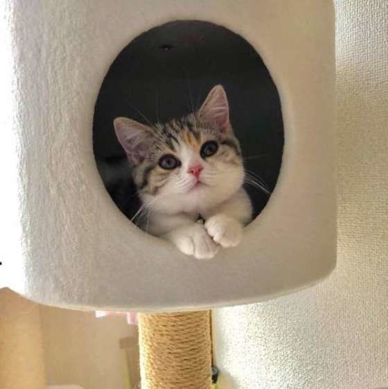 ドームに入っている猫