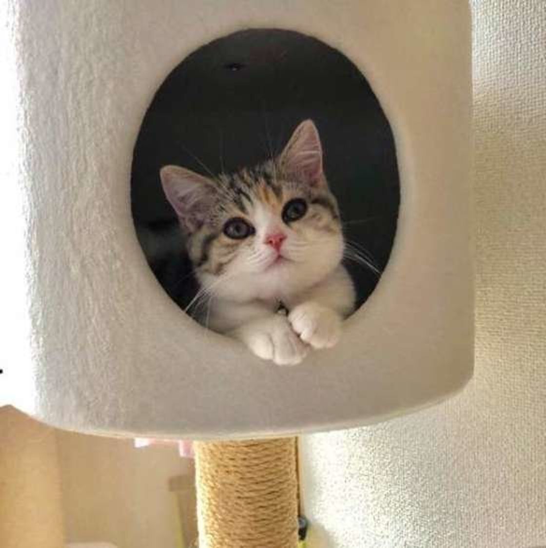 猫は隠れられるスペースがあると嬉しい 場所づくりの例を紹介 ねこのきもちweb Magazine 猫は隠れられるスペースがあると嬉しい 場所づくりの例を紹介 ねこのきもちweb Magazine