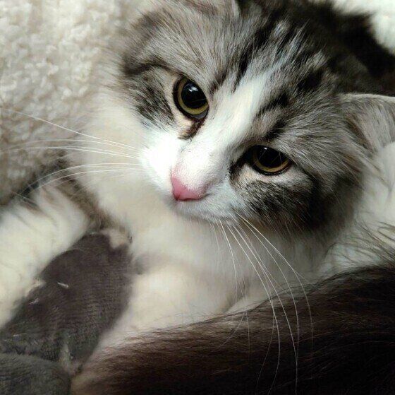 猫ベッドでふみふみをするメインクーン