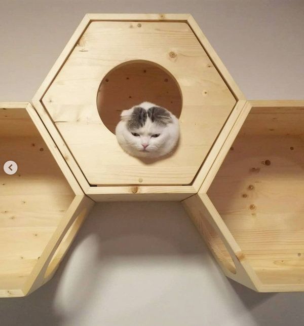 避難場所に入るスコティッシュフォールド