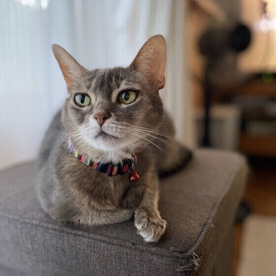 アビシニアンのむぅちゃん