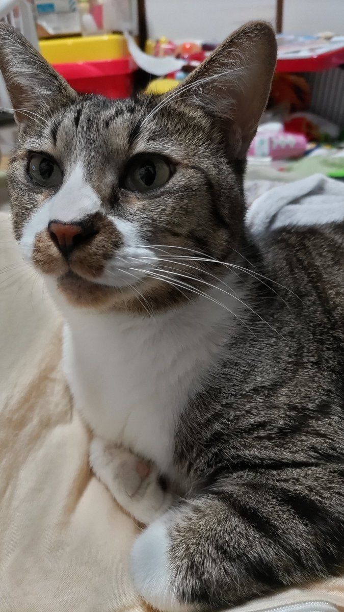 くつろいでいる猫