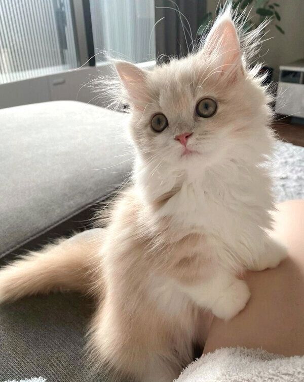 見つめるビジュちゃん