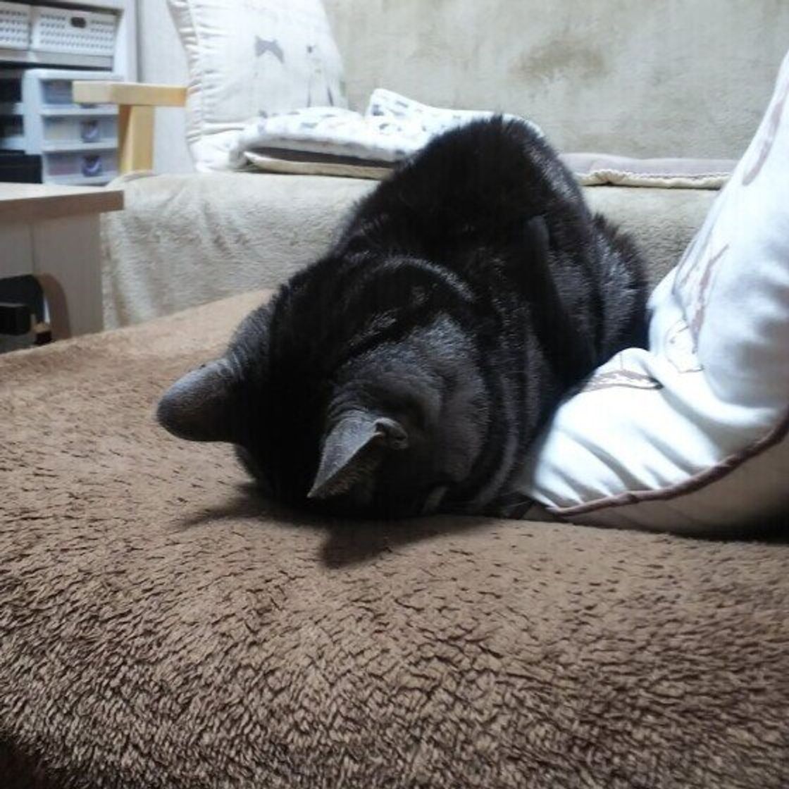 顔を隠して寝ることはある 猫が眠るときに ごめん寝 する理由 ねこのきもちweb Magazine 顔を隠して寝ることはある 猫が眠るときに ごめん寝 する理由 ねこのきもちweb Magazine