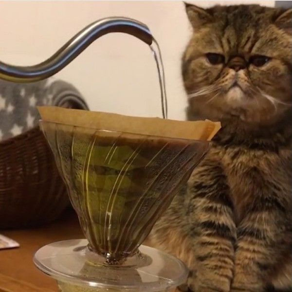 コーヒーの番猫