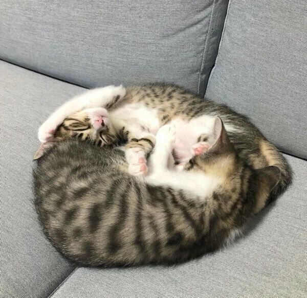 丸くなって眠るわらびちゃん、きなこちゃん