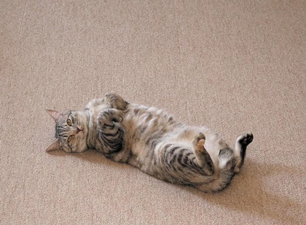 本来の猫とのギャップがありすぎ イマドキ飼い猫 の13の特徴 ねこのきもちweb Magazine