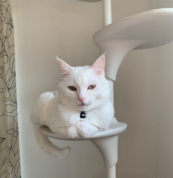 キャットタワーでくつろぐハク様