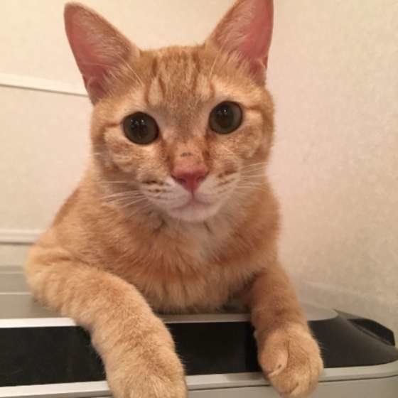 留守番が多い猫は注意かも 夜鳴き をする原因と対策 ねこのきもちweb Magazine